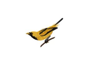 Golden Haired Flycatcher: A Seller's Review